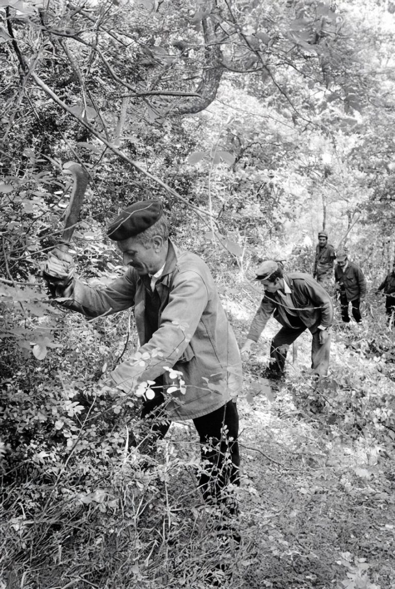 Alors que la France brûle : qui se souvient des harkis, « soldats du feu » ?
